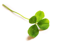 �l�t�̃N���[�o�[�̎ʐ^